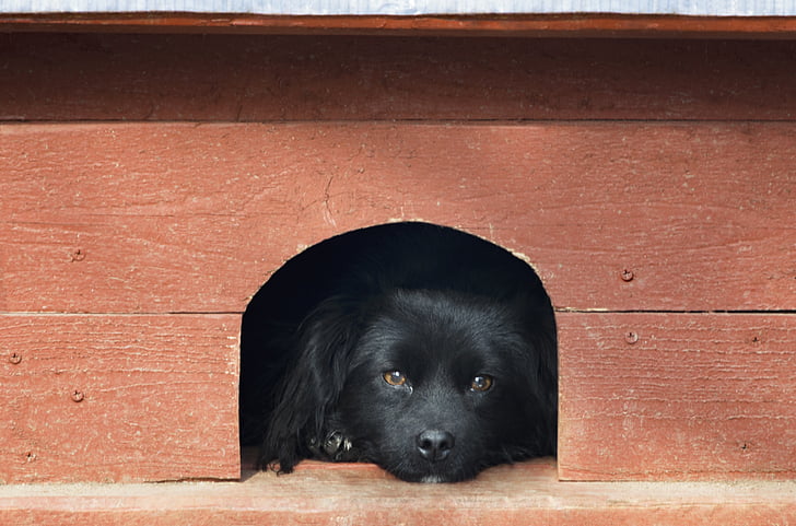 ПЕТ, чорний собака, помаранчевий, портрет, собака, Гарний, щеня