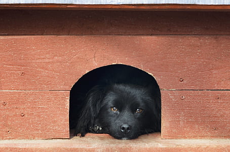 animal de estimação, cão preto, laranja, retrato, cão, Bom, filhote de cachorro