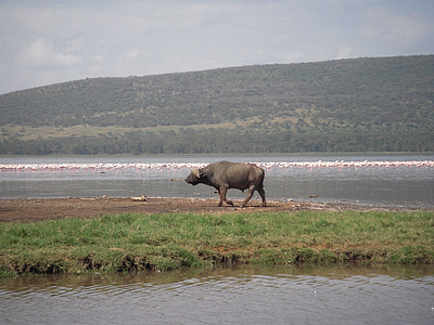 búfalo, animal, naturaleza, paisaje