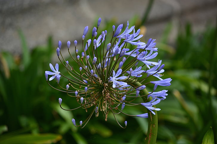 Bloom, květ, květiny, makro, Příroda, okvětní lístky, závod