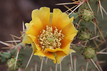 cactus de pera Espinosa, flor, cactus, flor, Opuntia, espina, natura