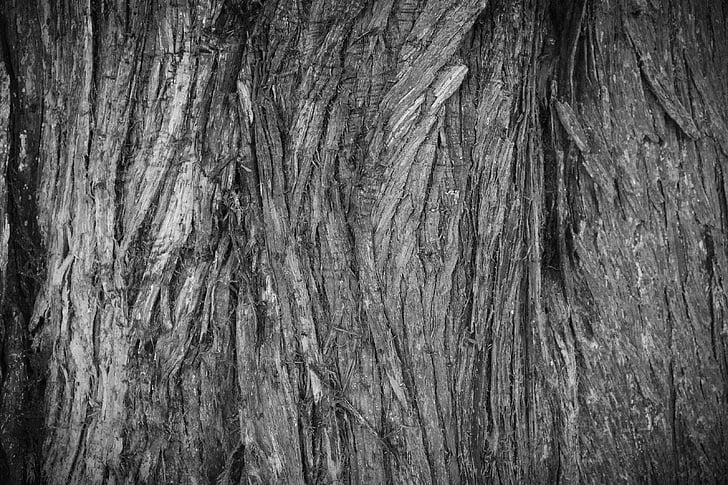 bark, treet, tekstur, Nærbilde, tre, Cedar, brun