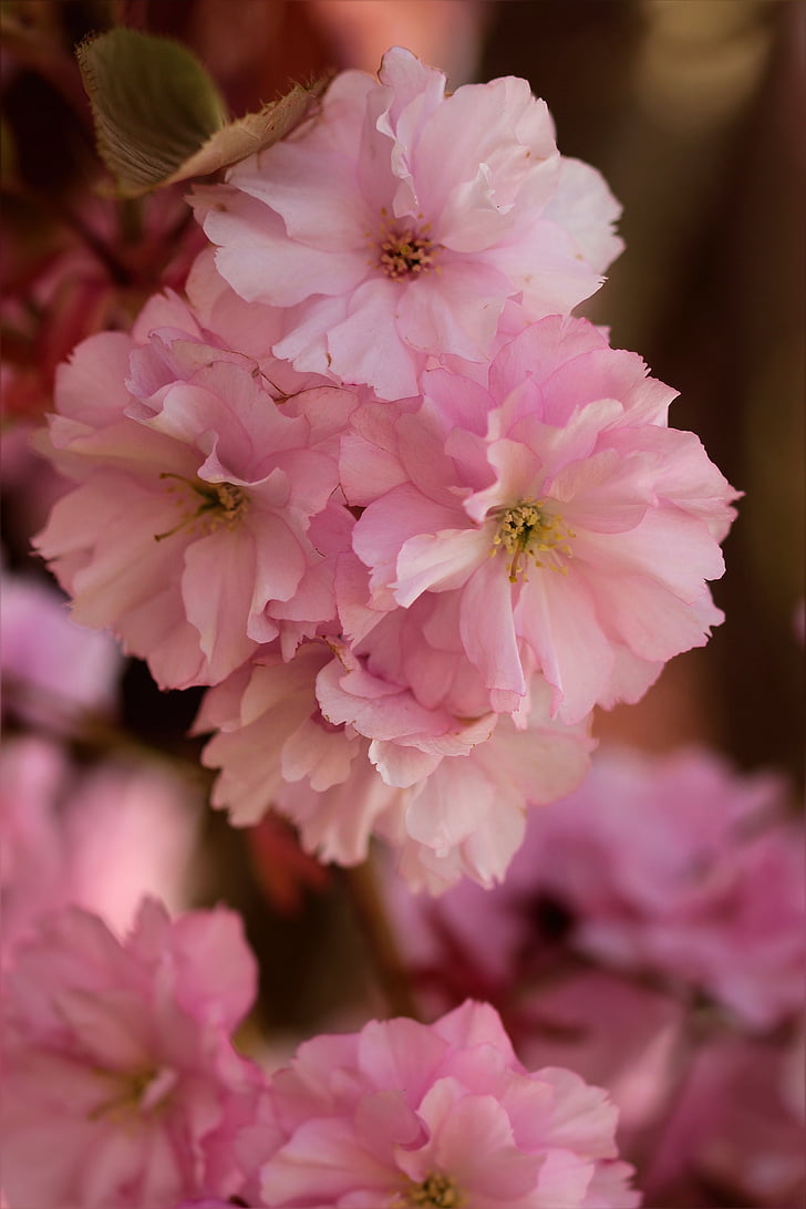 lill puu, Jaapani kirss, roosa, kevadel