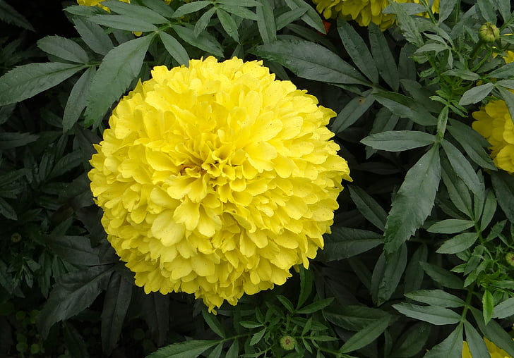 Marigold, kukka, keltainen, esityslistan, jhenduphool, gondephool, Tagetes erecta-kasvit