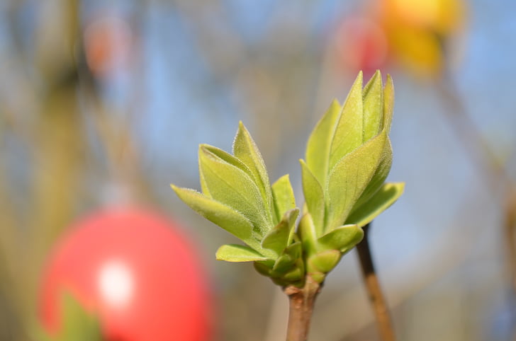 bud, spring, easter, close, shoots, branch, green