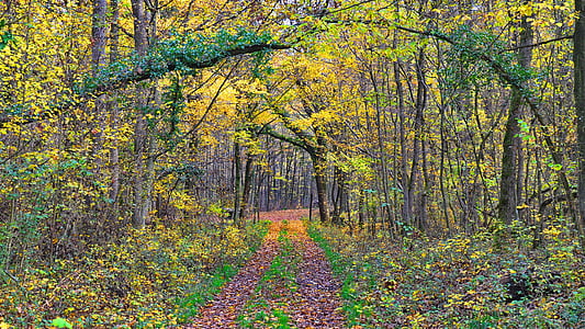 efterår, Avar, skov, natur, gul