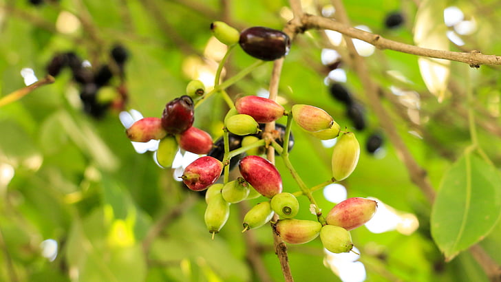 jambolan szilva, Thai-bogyó, gyümölcs, ázsiai, Thaiföld