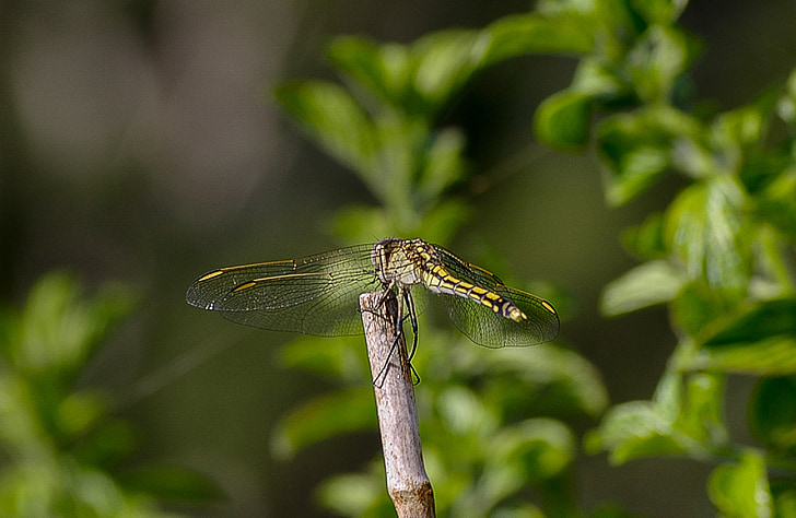 Dragonfly, insekt, sort, gul, vinger, Lacy, hvile
