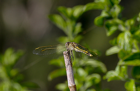 dragonfly, insect, black, yellow, wings, lacy, resting