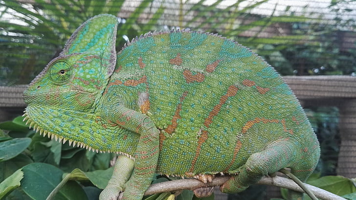 veiled chameleon, chameleon, reptile, veiled, green, close, exotic