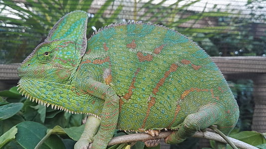 chameleon jemenský, Chameleon, plaz, zahalené, zelená, Zavřít, exotické