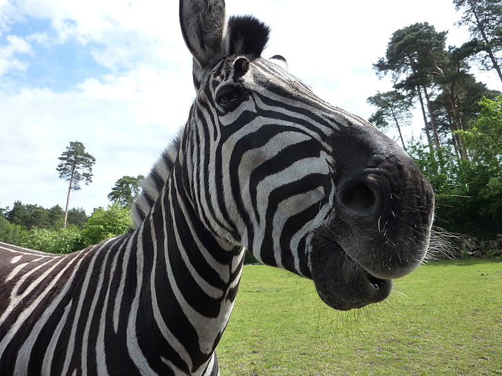 serengeti park, zebra, curious