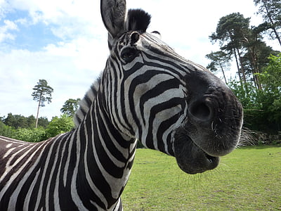 Serengeti park, Zebra, nieuwsgierig