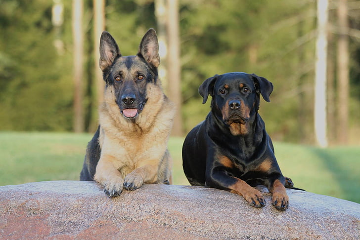 gos, gossos, cadells de Rottweiler, pastor alemany