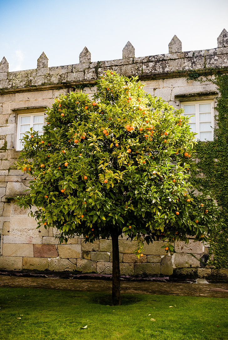 замък, портокал дърво, Градина, стена, архитектура, на открито
