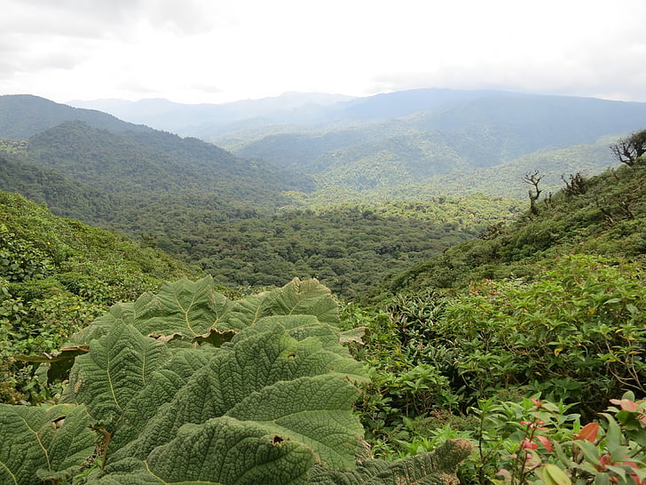 Costa rica, Monteverde, jungelen