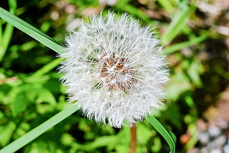 dandelion, seeds, meadow, nature, plant, flower, summer
