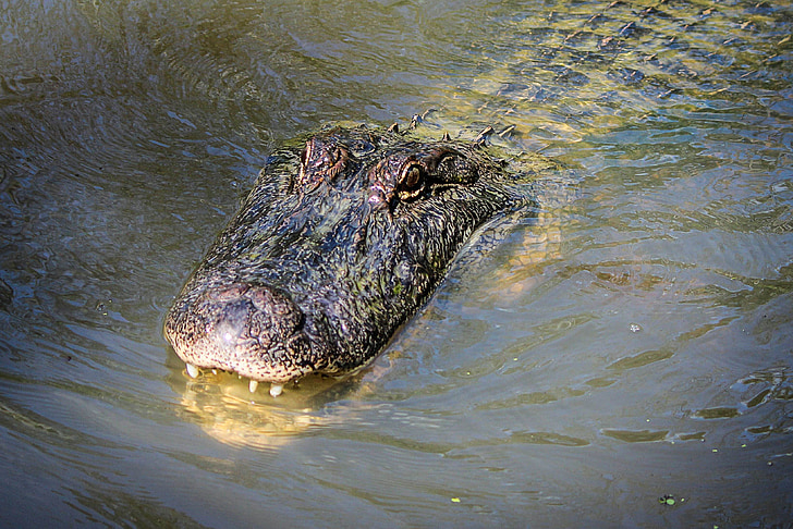 alligatore, coccodrillo americano, Gator, anfibio, Louisiana, Bayou, Predator