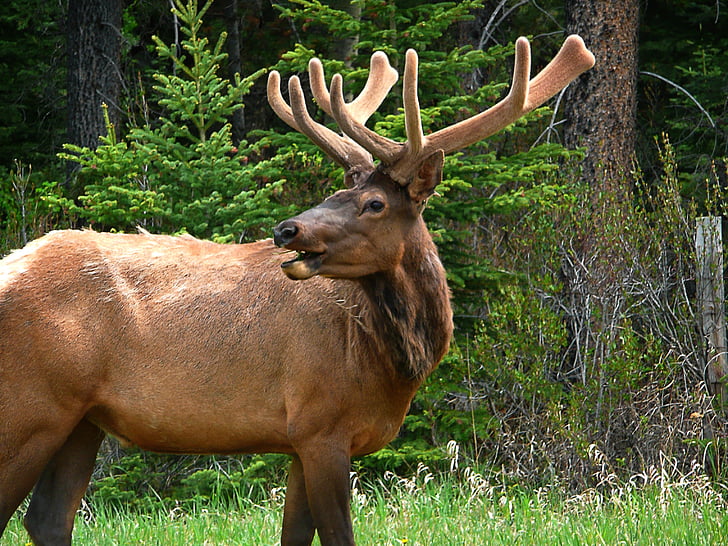 Elk, yaban hayatı, memeli, geyik boynuzu, hayvan, Kanada, vahşi hayat