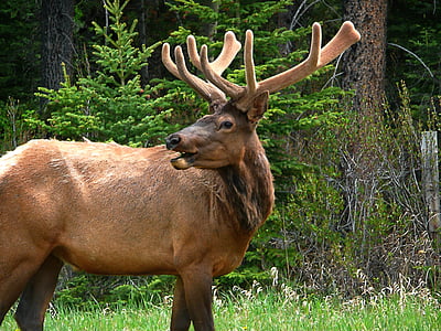 Elk, prosto živeče živali, sesalec, rogovja, živali, Kanada, divjine