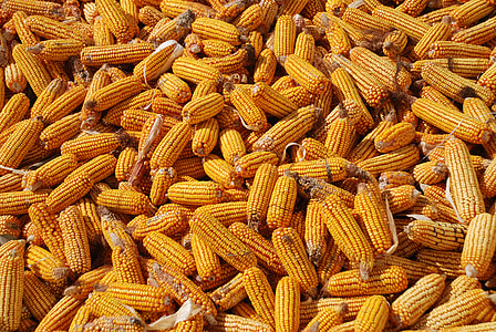 kukurūzų, derliaus, kukurūzų fone