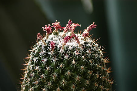 Kaktus, kwiaty, rośliny, ogród botaniczny, umieszcza, cieplarnianych
