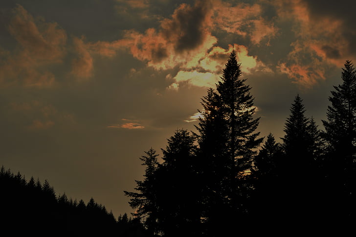 sky, clouds, sunset, tree, forest, spruce, evening