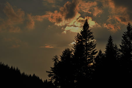langit, awan, matahari terbenam, pohon, hutan, Spruce, malam