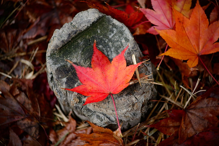 hösten, Höstens färger, höstlöv, ljusa, färg, miljö, faller