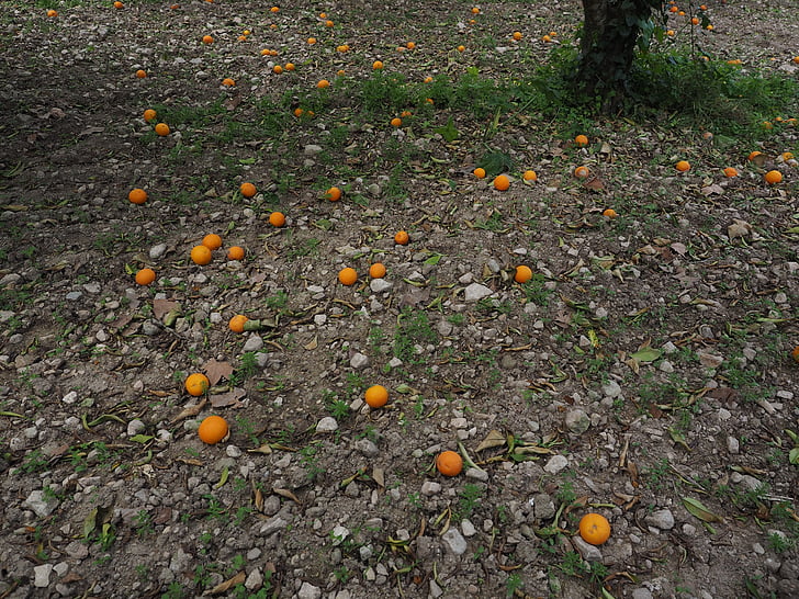 appelsiner, oransje høste, frukt, moden, nedfallsfrukt, oransje, sitrusfrukter