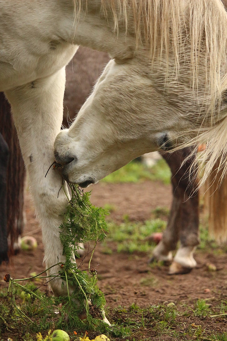 horse, mold, thoroughbred arabian, carrot, carrots, eat, pasture