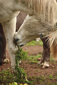 лошадь, плесень, чистокровные Аравийского, морковь, морковь, съесть, пастбище