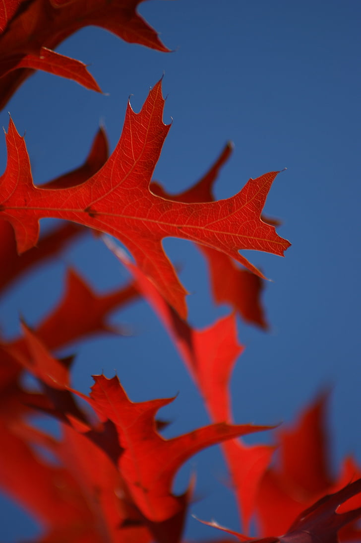 leaf, oak, red, blue, sky, leaves, fall