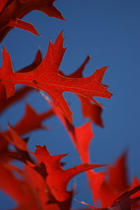 lehti, Oak, punainen, sininen, taivas, lehdet, syksyllä