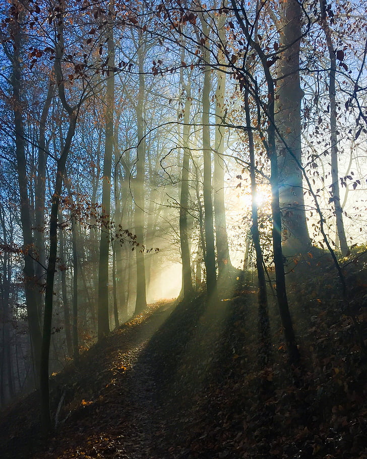 niebla, bosque, invierno, naturaleza, frío, Estado de ánimo, sendero del bosque