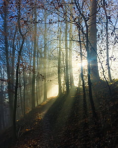 ceaţă, pădure, iarna, natura, rece, starea de spirit, calea de pădure