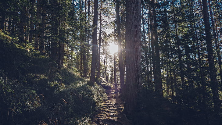 forest, nature, outdoors, path, sun, trees, woods