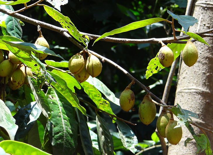 kathalekan dado di palude, albero, specie in pericolo critico, hedagalu, Semecarpus kathalekanensis, Anacardiaceae, Ghati occidentali