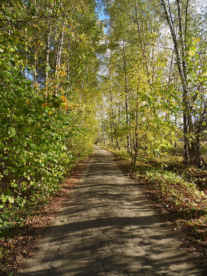 road, path, forest road, nature, trees, landscape, forest