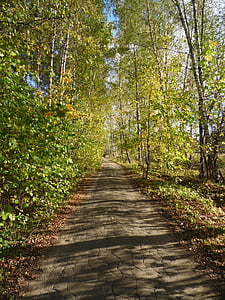 Road, polku, metsätielle, Luonto, puut, maisema, Metsä
