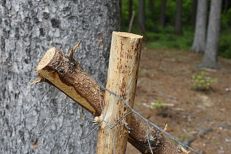 madeira, árvore, stempen, cerca, engranzamento de fio, fixação, demarcação