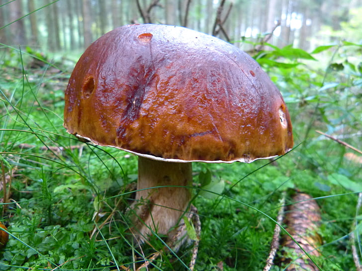 fungo, autunno, natura, marrone, fungo del tubo, foresta
