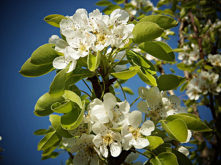 pear blossom, fruit, flowers, white, green, leaves, pistils