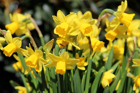 osterglocken, daffodils, yellow, spring, plant, close