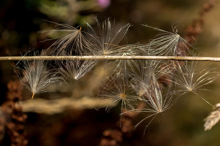 seeds, flying seeds, caught, close, macro, nature, faded
