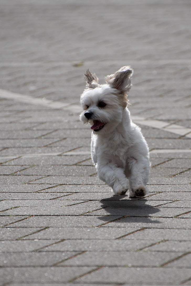 dog, racing, motion, maltheser, fast, animal, pet