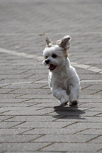 cão, corrida, movimento, maltheser, rápido, animal, animal de estimação