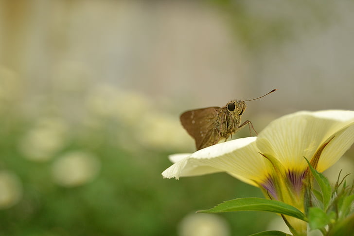 insect, flower, butterfly, animal, fly, view, yellow