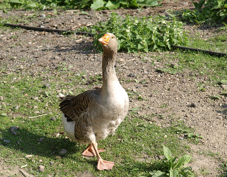 goose, poultry, animal, domestic goose, snooty