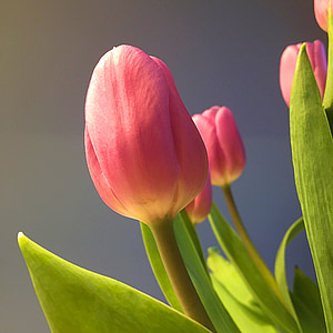 봄, 튤립, 꽃, 자연, 핑크, 꽃, 블 룸